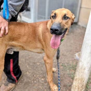 Luke -  German Shepherd Dog and Doberman Pinscher Dog for Adoption in Oakland, California - Luke | PetCurious