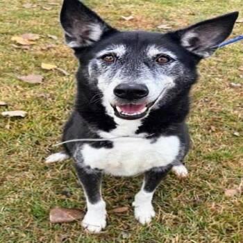 Gus -  Siberian Husky and Mixed Breed Dog for Adoption in Houston, Texas - Gus | PetCurious