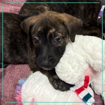 Hunny Love -  American Staffordshire Terrier and Shepherd Dog for Adoption in Austin, Texas - Hunny Love | PetCurious