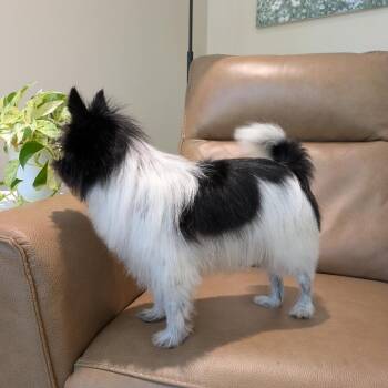 Oreo -  Chihuahua and Pomeranian Dog for Adoption in Rochester, Minnesota - Oreo | PetCurious