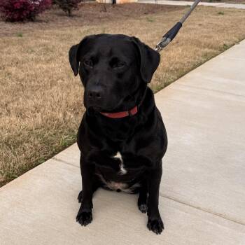 Labrador Retriever Dogs Available for Adoption - Sable | PetCurious