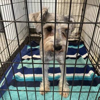 Schnauzer Dogs Available for Adoption in Port Charlotte, Florida - Harper | PetCurious