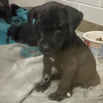 Black Labrador Retriever Dogs Available for Adoption in West Palm Beach, Florida - Miami | PetCurious