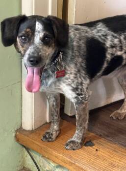 Grover -  Beagle Dog for Adoption in Las Vegas, Nevada - Grover | PetCurious