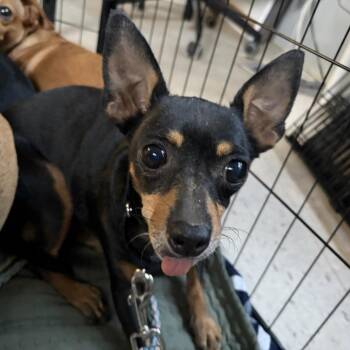 Gumdrop -  Chihuahua and Miniature Pinscher Dog for Adoption in Austin, Texas - Gumdrop | PetCurious