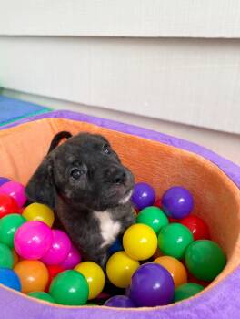 Copper -  Cane Corso Dog for Adoption in Union Grove, Wisconsin - Copper | PetCurious