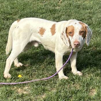 Beagle and Brittany Spaniel Dogs Available for Adoption in Cincinnati, Ohio - Arnold | PetCurious
