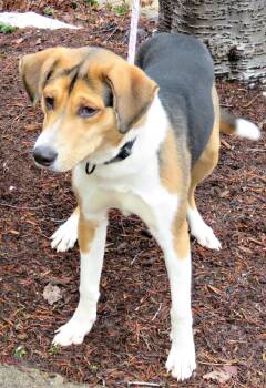 Shepherd Dogs Available for Adoption - Song | PetCurious