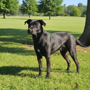 HONEY -  Black Labrador Retriever Dog for Adoption in Athens, Alabama - HONEY | PetCurious