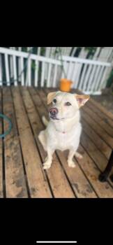 Honey -  Husky and Shepherd Dog for Adoption in Toronto, Ontario - Honey | PetCurious