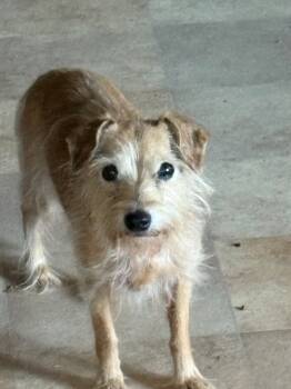 Rescue Dachshund and Mixed Breed Dogs for Adoption in Ashland, Wisconsin - T7 Greta | PetCurious