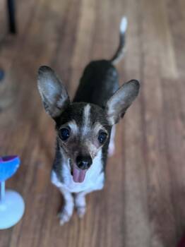 Legolas -  Chihuahua Dog for Adoption in St. Peters, Missouri - Legolas | PetCurious