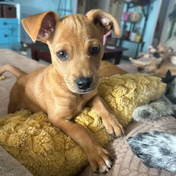 Ricky Ricardo -  Chihuahua Dog for Adoption in Corpus Christi, Texas - Ricky Ricardo | PetCurious