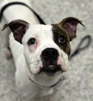 Remi -  Boxer Dog for Adoption in Golden, Colorado - Remi | PetCurious