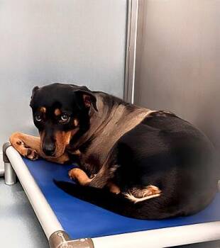 Rottweiler Dogs Available for Adoption - RITA | PetCurious