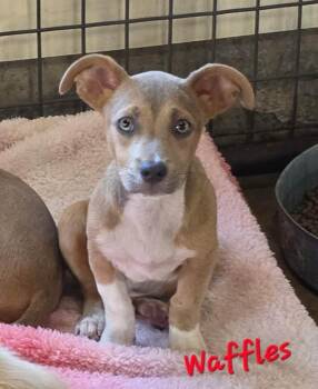 Waffles -  Corgi and Pit Bull Terrier Dog for Adoption in Watertown, Connecticut - Waffles | PetCurious