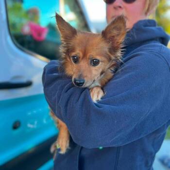 Nova -  Chihuahua and Mixed Breed Dog for Adoption in Campton Hills, Illinois - Nova | PetCurious