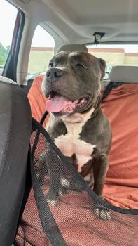 Terrier Dogs Available for Adoption in Herndon, Virginia - Westminster | PetCurious