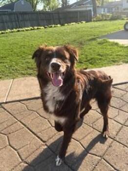Australian Shepherd Dogs Available for Adoption in Ringwood, Illinois - 1014 Barry PKA Bear | PetCurious
