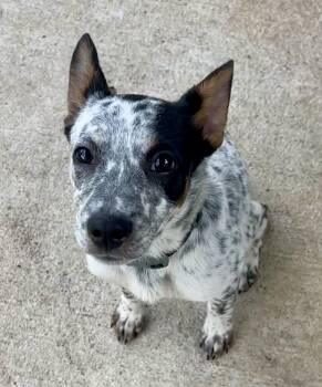 Australian Cattle Dog Blue Heeler Dogs Available for Adoption in Houston, Texas - Jett | PetCurious