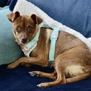 Roxy -  Chihuahua Dog for Adoption in Hillsborough, North Carolina - Roxy | PetCurious