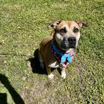 Rescue American Staffordshire Terrier and Yellow Labrador Retriever Dogs for Adoption in Angleton, Texas - Delilah | PetCurious
