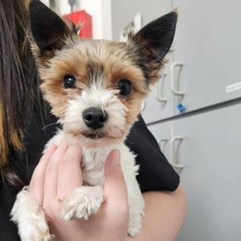 Yorkshire Terrier and Mixed Breed Dogs Available for Adoption in Schenectady, New York - Guapo | PetCurious