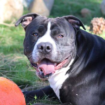 American Staffordshire Terrier Dogs Available for Adoption - Wrench | PetCurious