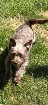 Sir Becker Peach Fuzz -  Poodle and Chihuahua Dog for Adoption in Auburn, Indiana - Sir Becker Peach Fuzz | PetCurious