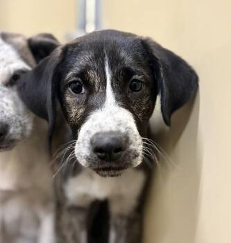 Apollo -  Shepherd Dog for Adoption in Sioux City, Iowa - Apollo | PetCurious