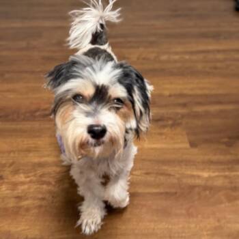 Karen -  Shih Tzu and Mixed Breed Dog for Adoption in Port Richey, Florida - Karen | PetCurious