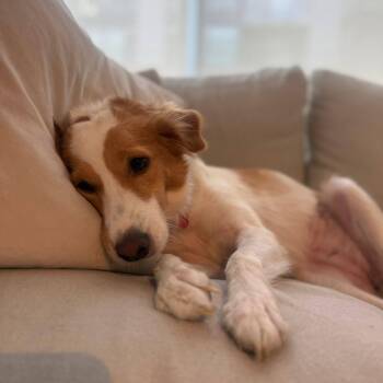 Cocker Spaniel Dogs Available for Adoption in Williamsburg, Ontario - Jazzy | PetCurious