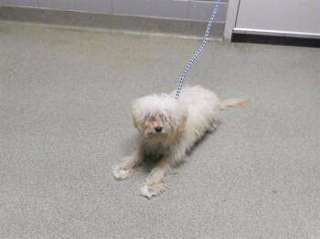 NOAH -  Poodle and Mixed Breed Dog for Adoption in Omaha, Nebraska - NOAH | PetCurious