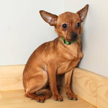 Chihuahua and None Dogs Available for Adoption in Minnetonka, Minnesota - Nacho D69142 | PetCurious