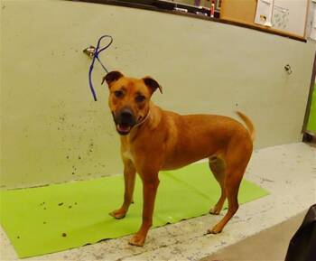 OZU -  Staffordshire Bull Terrier and Mixed Breed Dog for Adoption in Houston, Texas - OZU | PetCurious