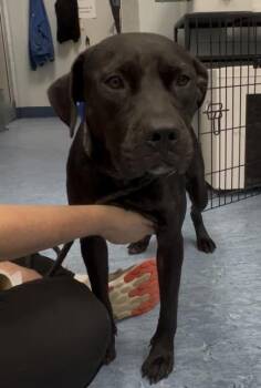 Gummy Bear -  Mixed Breed Dog for Adoption in Charleston, South Carolina - Gummy Bear | PetCurious