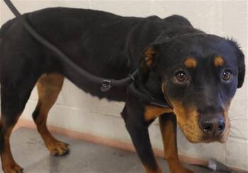 Mixed Breed Dogs Available for Adoption - HEART | PetCurious