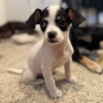 Ms. Cutie Junie -  Chihuahua and Rat Terrier Dog for Adoption in Ridgefield, Washington - Ms. Cutie Junie | PetCurious