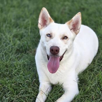 Tofu -  Siberian Husky Dog for Adoption in Sheridan, Arkansas - Tofu | PetCurious
