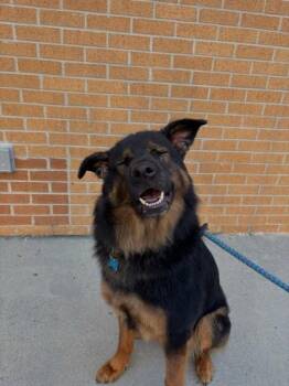 Wuffy -  Mixed Breed Dog for Adoption in Chamblee, Georgia - Wuffy | PetCurious