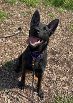 Calypso located in VA -  Dutch Shepherd Dog for Adoption in Imlay City, Michigan - Calypso Located In VA | PetCurious
