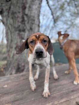 Rescue Coonhound and American Bulldog Dogs for Adoption in Cambridge, Ontario - Dak | PetCurious