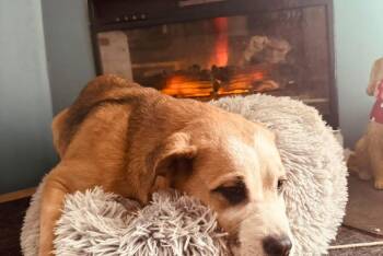 Mixed Breed Dogs Available for Adoption - Louise | PetCurious