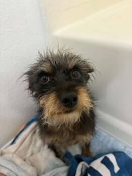 Crypto -  Terrier Dog for Adoption in La Verne, California - Crypto | PetCurious