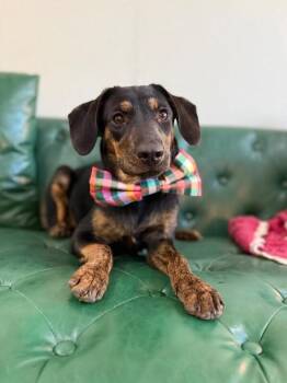 Petunia Follow Me -  Dachshund and Rottweiler Dog for Adoption in Friendswood, Texas - Petunia Follow Me | PetCurious