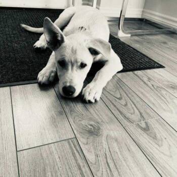 Chase -  Labrador Retriever and Mixed Breed Dog for Adoption in King City, Ontario - Chase | PetCurious