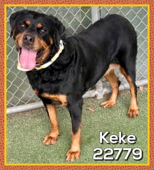 KEKE -  Rottweiler Dog for Adoption in Marietta, Georgia - KEKE | PetCurious