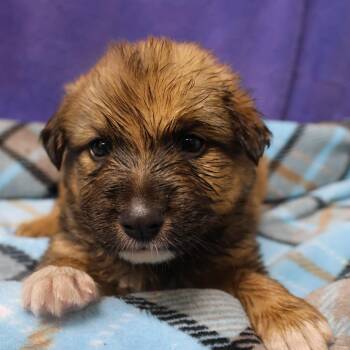 Lume D12060 -  German Shepherd Dog and Labrador Retriever Dog for Adoption - Lume D12060 | PetCurious