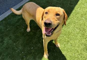 SAVE ME PLEASE Dug - IDA552964 -  Labrador Retriever Dog for Adoption in San Marcos, California - SAVE ME PLEASE Dug - IDA552964 | PetCurious