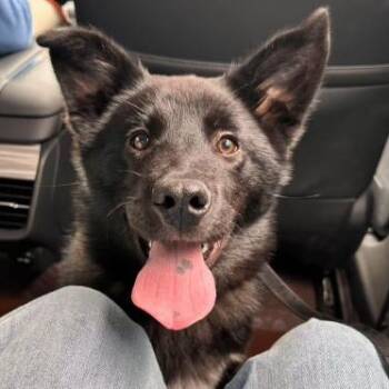 Rescue Mixed Breed Dogs for Adoption in Markham, Ontario - Oreo | PetCurious